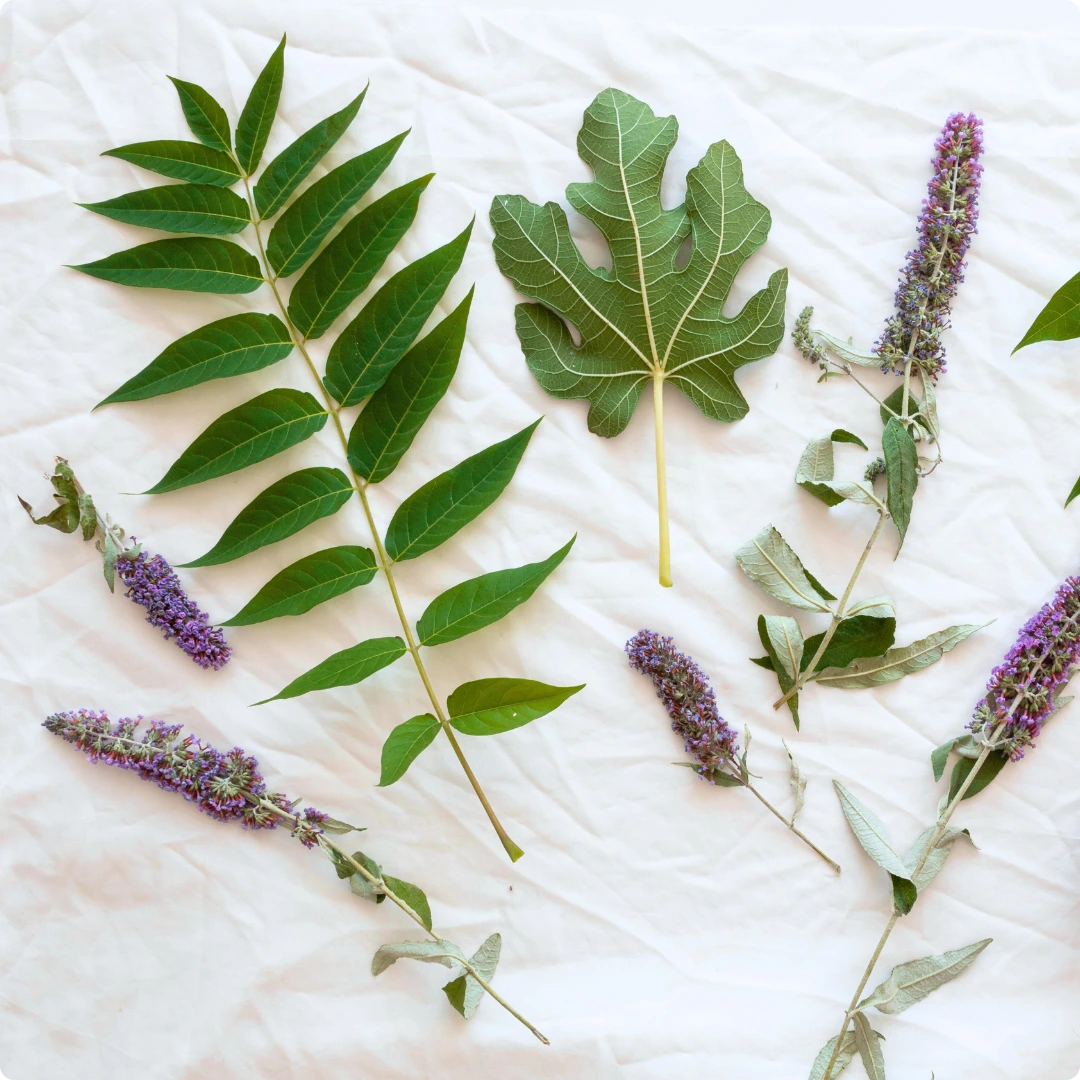 Natural antibacterial ingredients to help cure body odor permanently