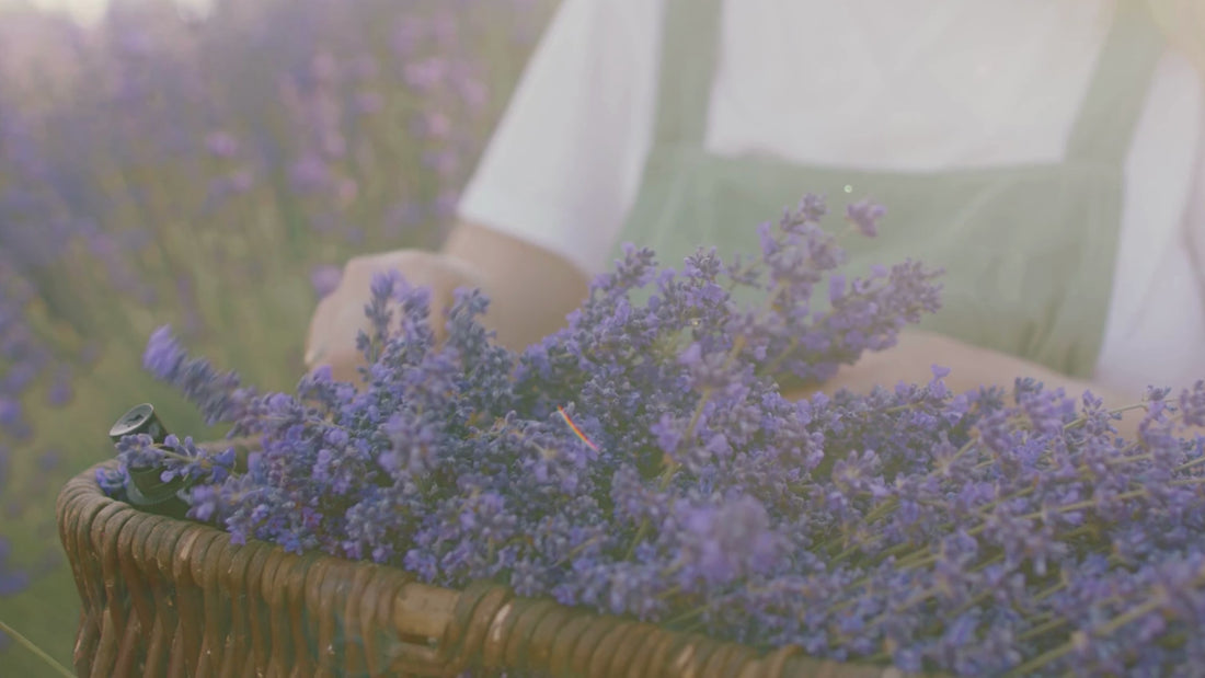 Hands placing fresh lavender in a woven basket – capturing the essence of a plant-based ritual